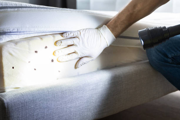 Best Residential Pest Control  in St Paul, NE