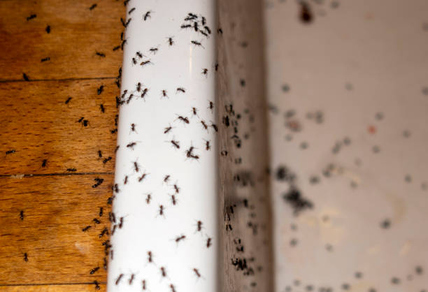 Reliable St Paul, NE Pest Control Solutions