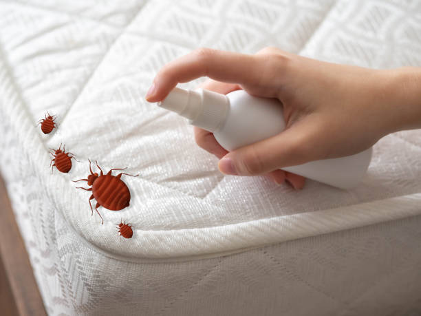 Best Local Pest Control Services  in St Paul, NE